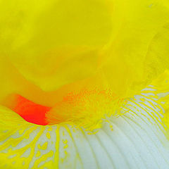 photo "Iris #1"