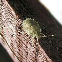 photo "Bug"