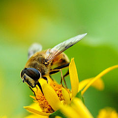 photo "Bee"