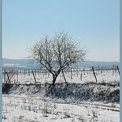 photo "snow tree"
