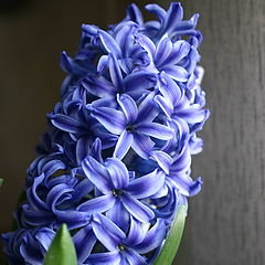 photo "Hyacinth"