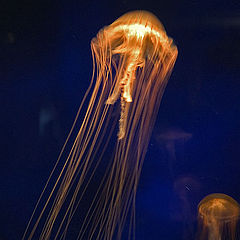 photo "Medusas III"