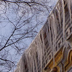 photo "Icicles"