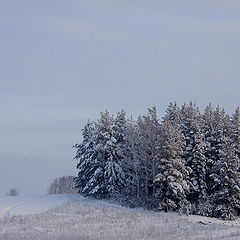 photo "Winter wood"