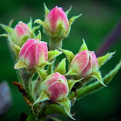 photo "red roses"