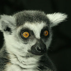 photo "Lemur looking at me"
