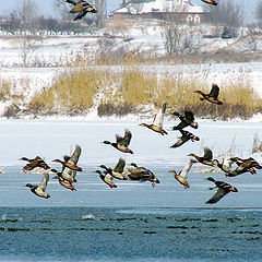 photo "Ducks have arrived"