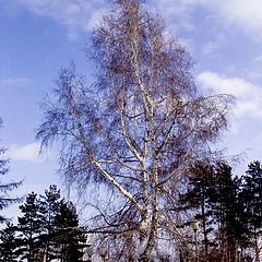 photo "Siberian sky"