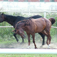 photo "Horses"