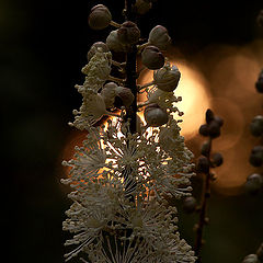 photo "tiarella"