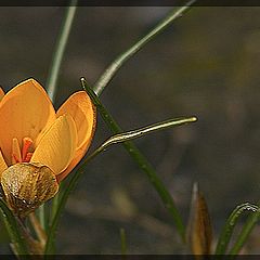 photo "my name .... Spring"