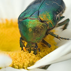 photo "bug & flower"