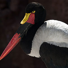 фото "Stork"