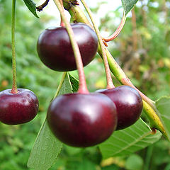 photo "Cherry"