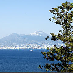 photo "Tree and gulf"