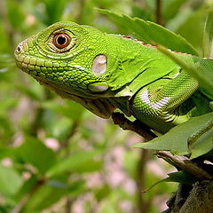 photo "Lizard hidden on the leaf"