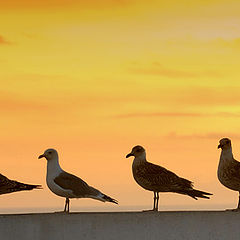 photo ""4 in Line""