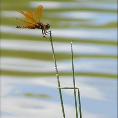 фото "Resting Dragonfly"