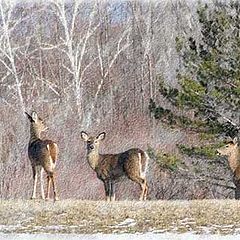 photo "Another Wildlife Post Card"