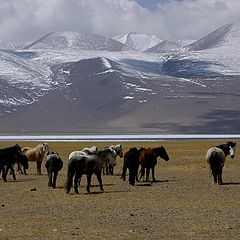 photo "Tibetian plateau - horses"