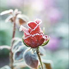 photo "Rose in sugar"