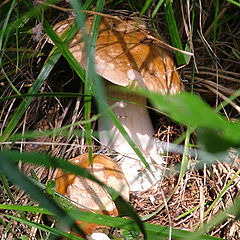 photo "mushroom"