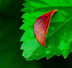 photo "Green & Red"