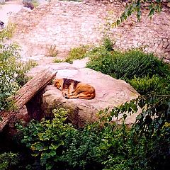 photo "The lion sleeps"