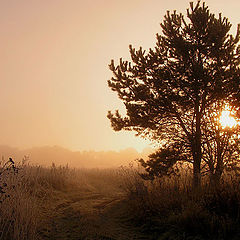 фото "Утро"