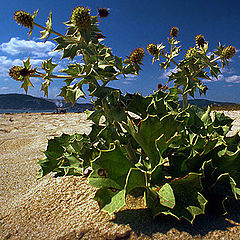 фото "Sand cactus"