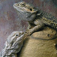 фото "Reptile brothers"