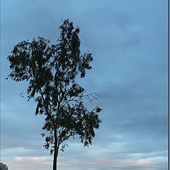 photo "Tree on the cliff"