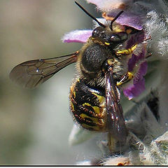 photo "Hungry Bee"