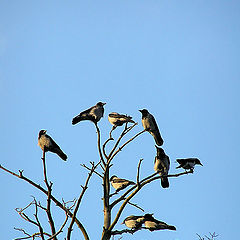 photo "Carrion-crows"