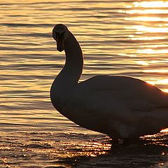 photo "Swan"