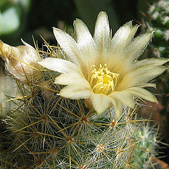 photo "Cactus (Mammillaria)."