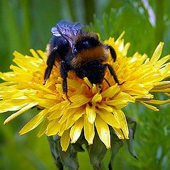 photo "tasty bee"