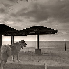 photo "About a dog"