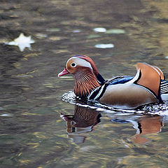 photo "Aix galericulata"