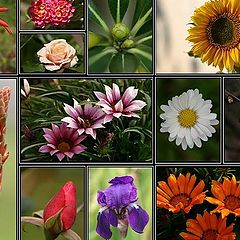 photo "My flowers"