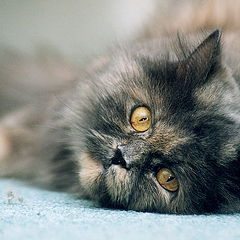 photo "cat Marusia"