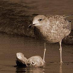 photo "Seagull"