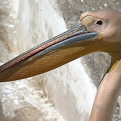 photo "Pelican 2"