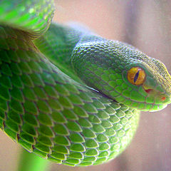 фото "Куфия - жена Зелёного Змия..."