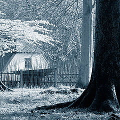 photo "A house in the forest"