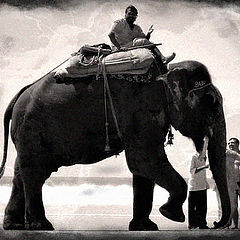 фото "Слон.. [Elephantidae]"