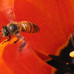 photo "bee"