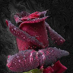 photo "Red Rose"