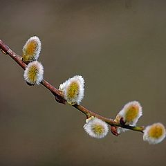 фото "the first of spring"