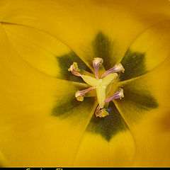 photo "Spring Flower vol2"